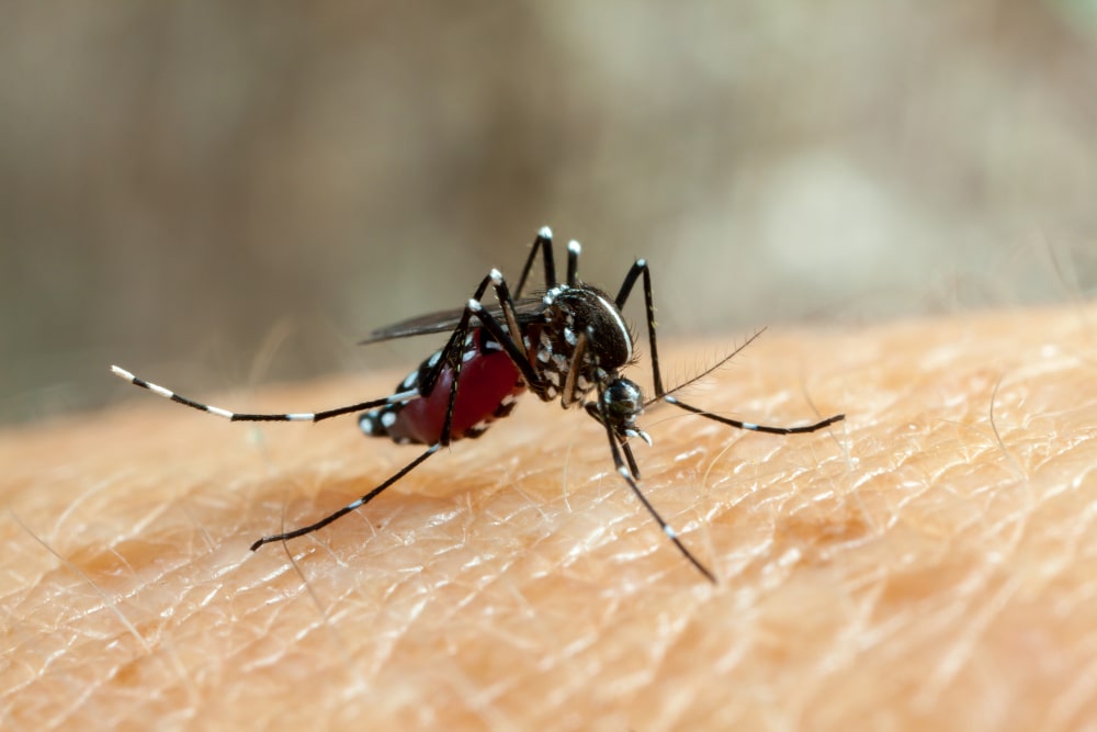 What Is Dengue Fever: Symptoms, Prevention, And Treatment